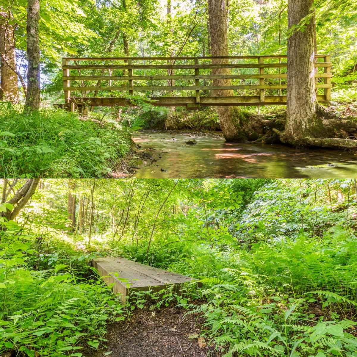 Playfield Hiking Trail Big Canoe